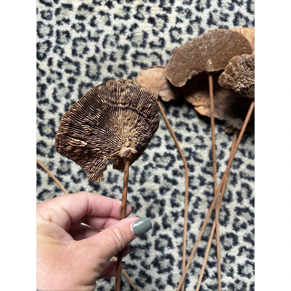 Lot 6 Large Dried Mushrooms Natural Botanical Decor Rustic Woodland Stems 20